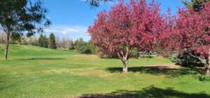 Edora Park disc golf course shown on a sunny day with rolling grass hills, spruce trees in the distance and pink blooms on two cherry trees in the foreground
